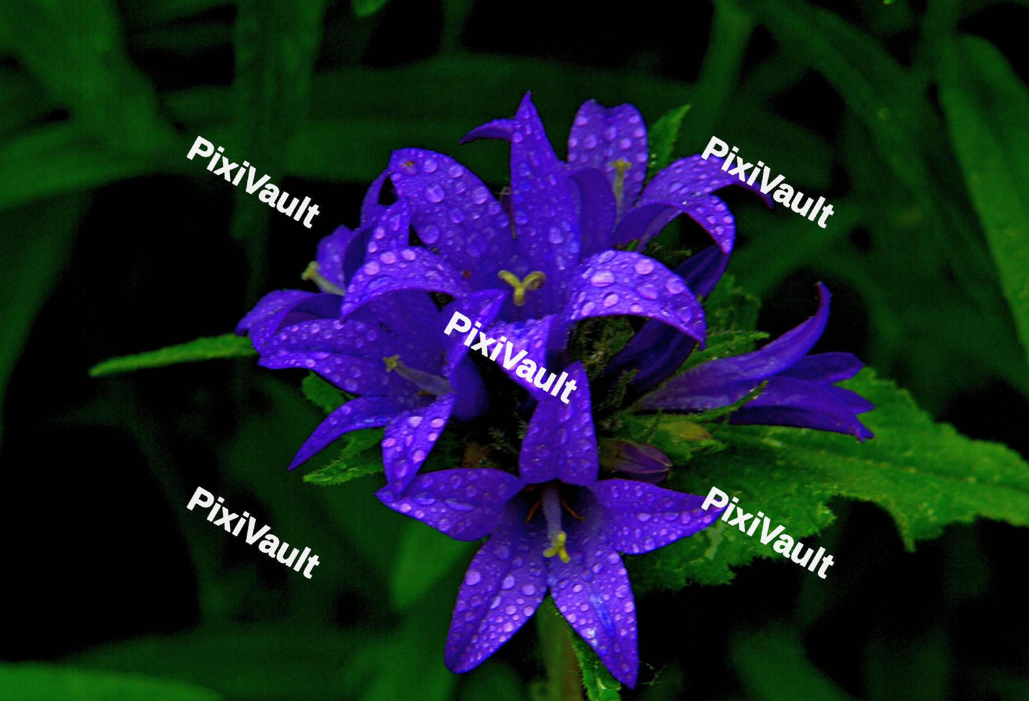 Clustered Bellflower